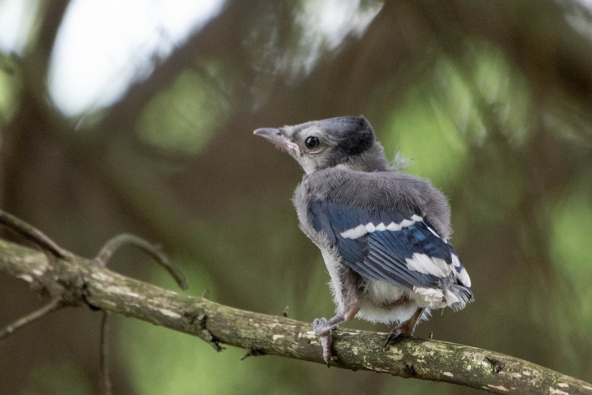 Blue Jay - ML638511852