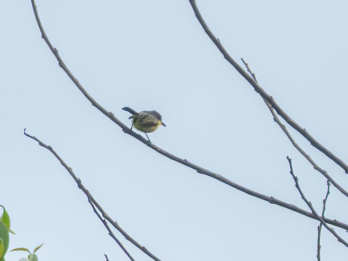 Common Tody-Flycatcher - ML638511854
