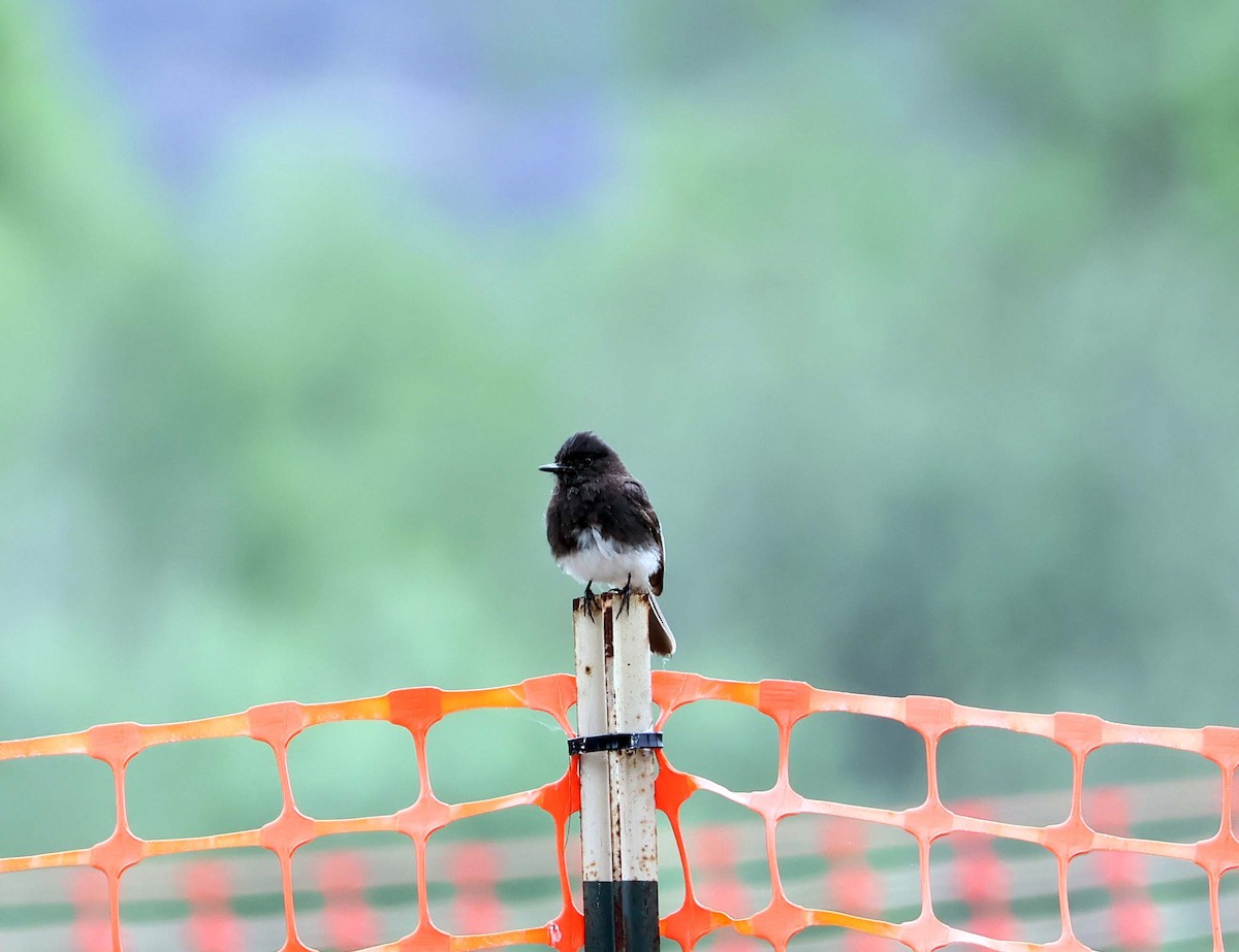 Black Phoebe - ML638511855
