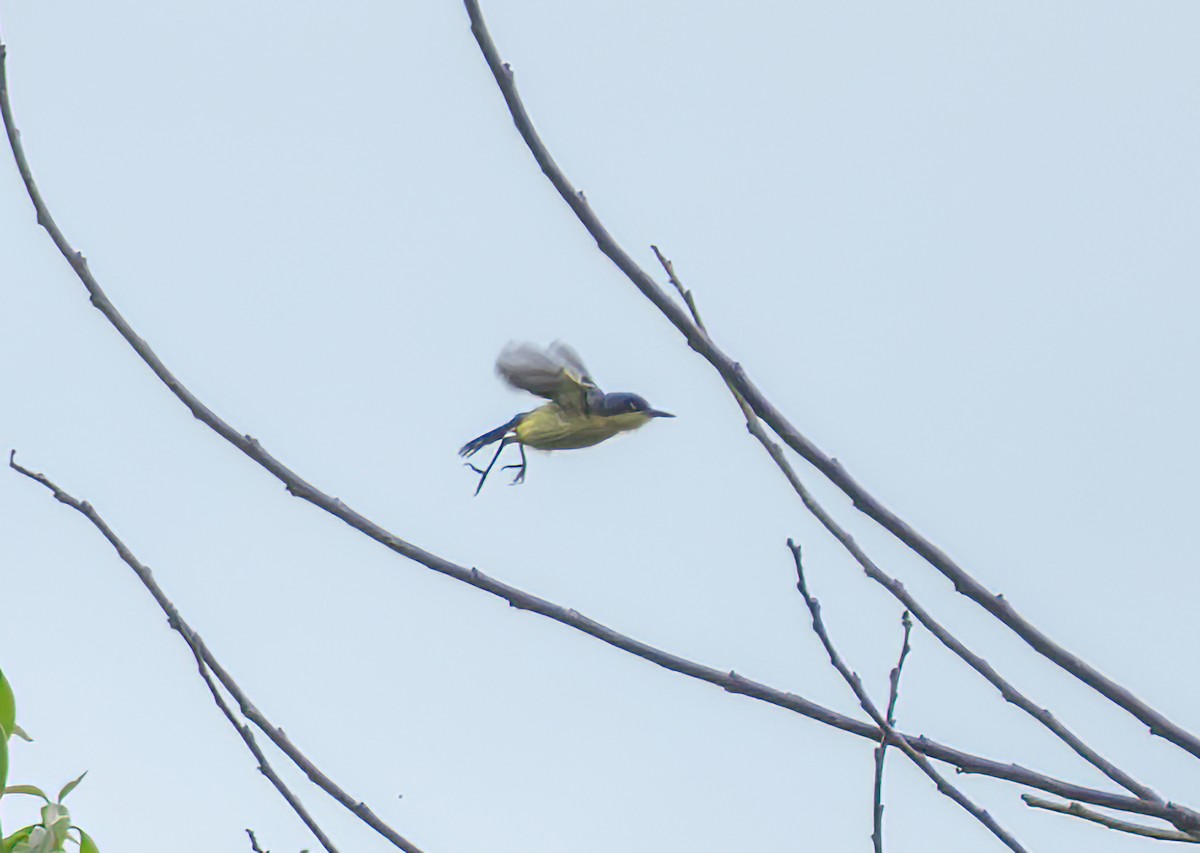 Common Tody-Flycatcher - ML638511857