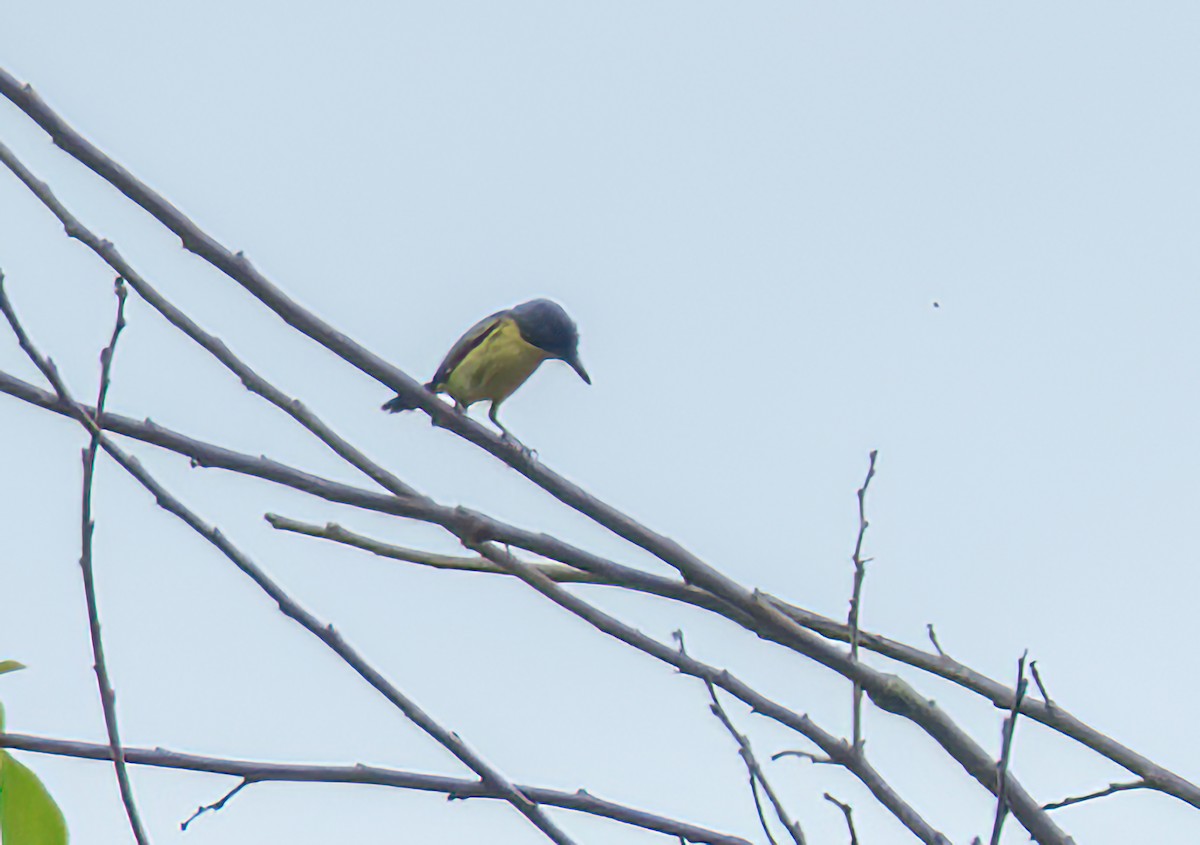 Common Tody-Flycatcher - ML638511859