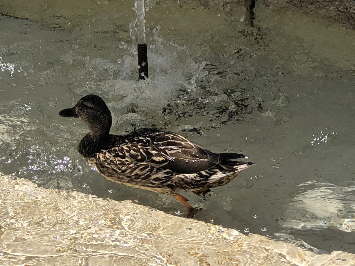 Stockente - ML638511873