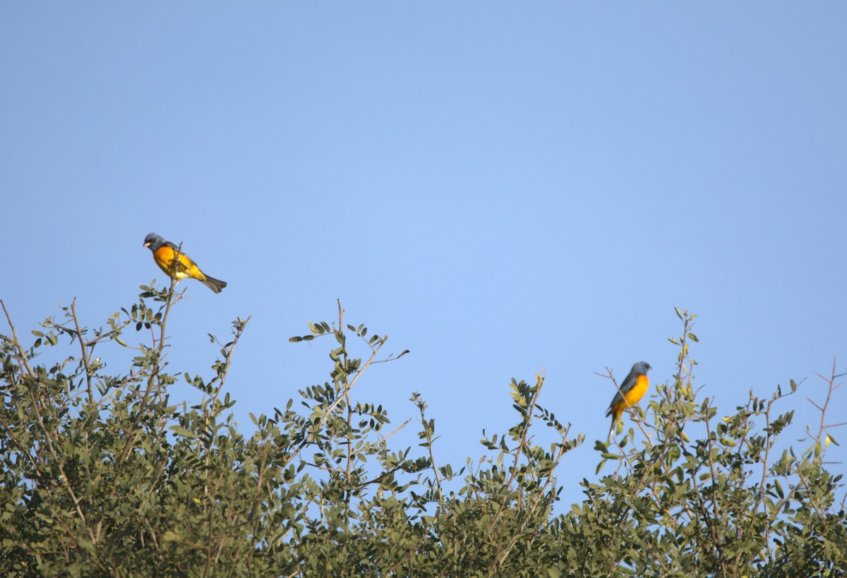 Blue-and-yellow Tanager - ML638511875