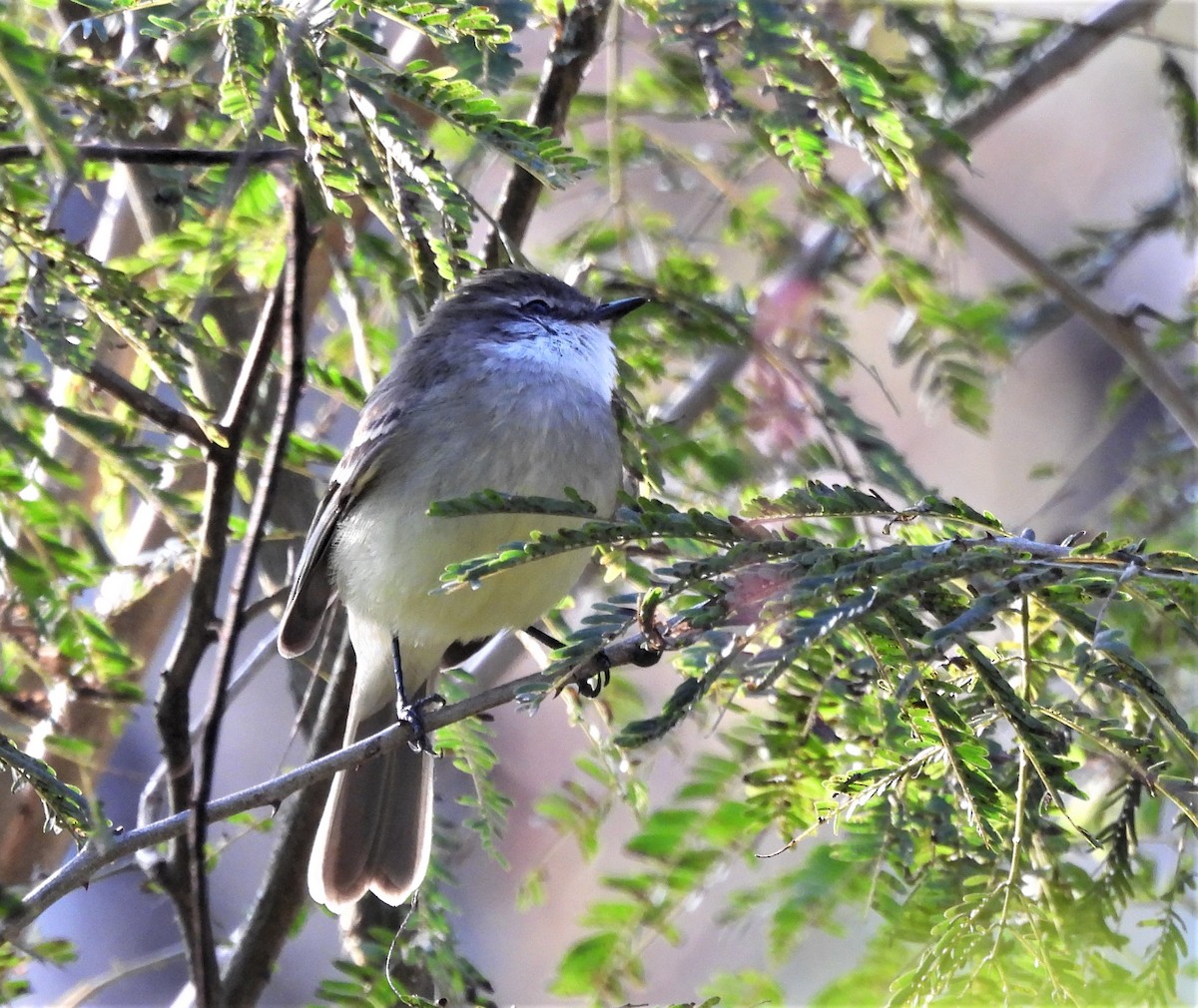 White-throated Tyrannulet - ML638511878