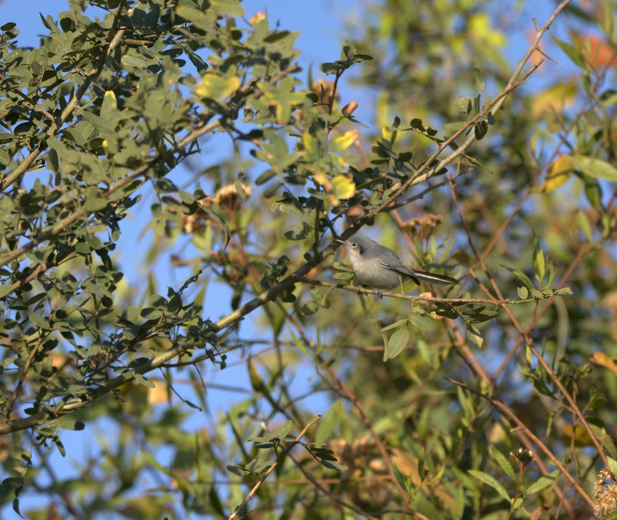 Masked Gnatcatcher - ML638511885
