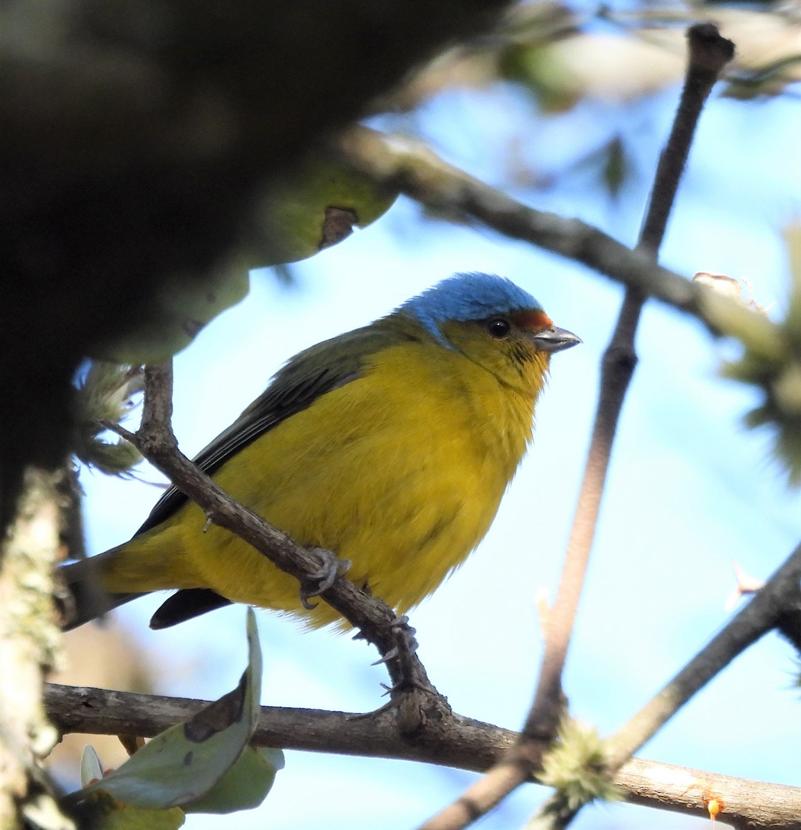 Golden-rumped Euphonia - ML638511904