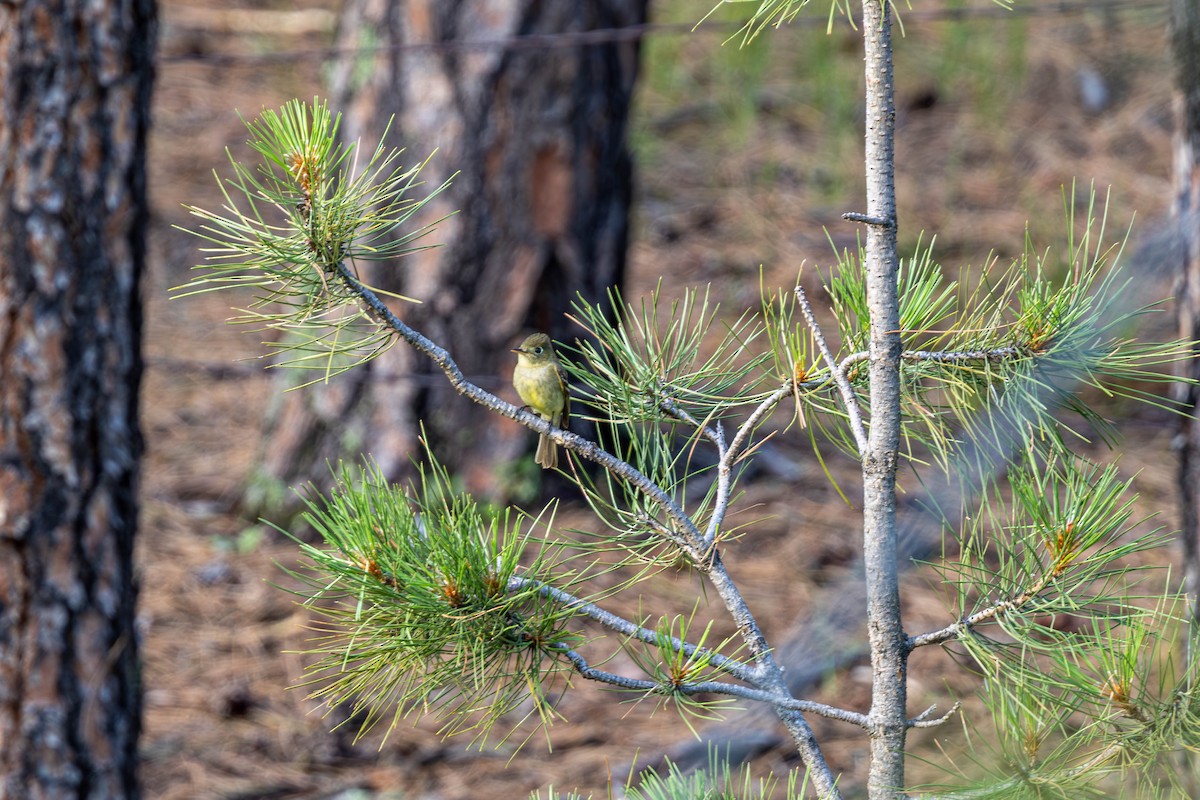 Western Flycatcher - ML638511920