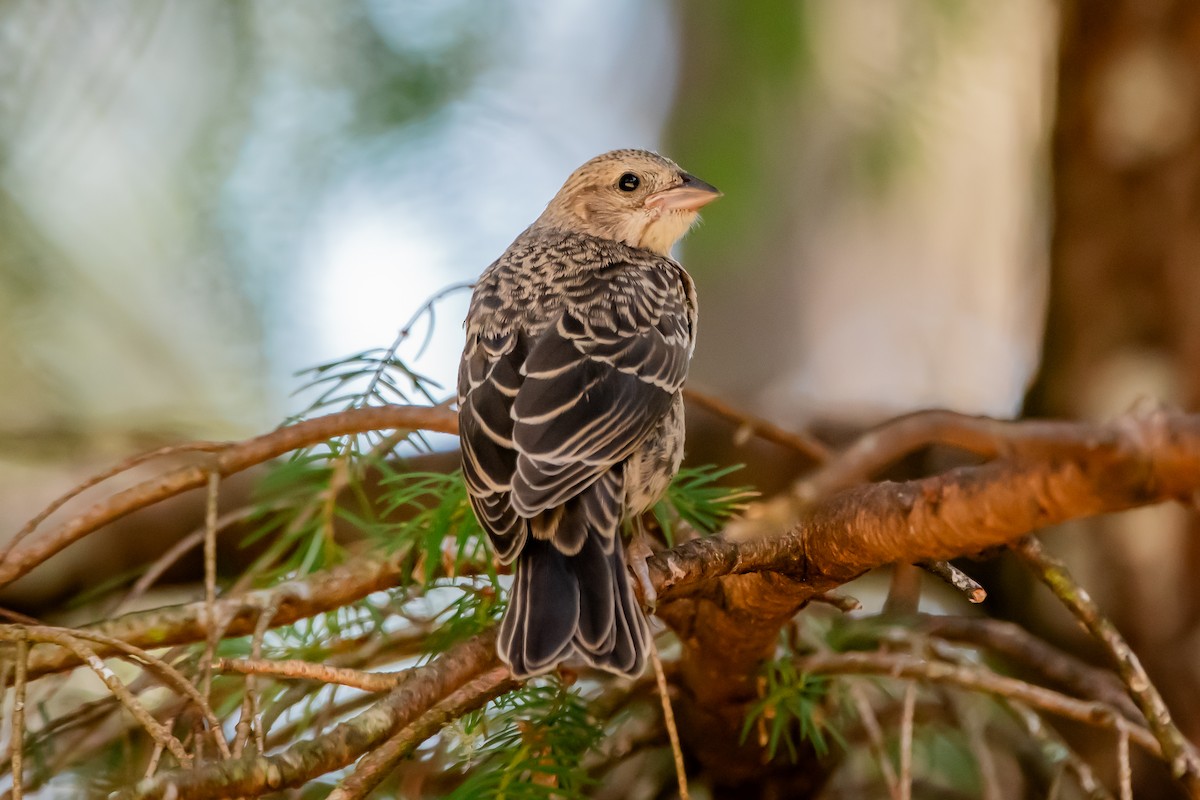 Brown-headed Cowbird - ML638511944