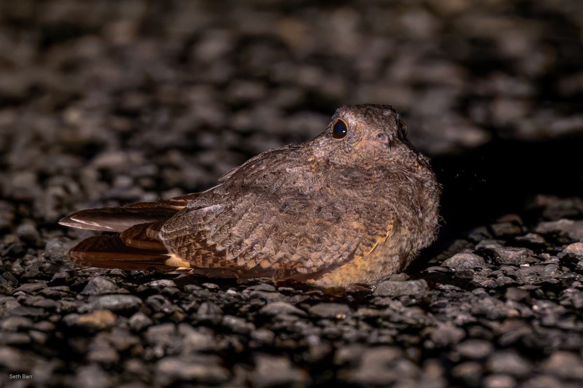 Savanna Nightjar (Northern) - ML638511953
