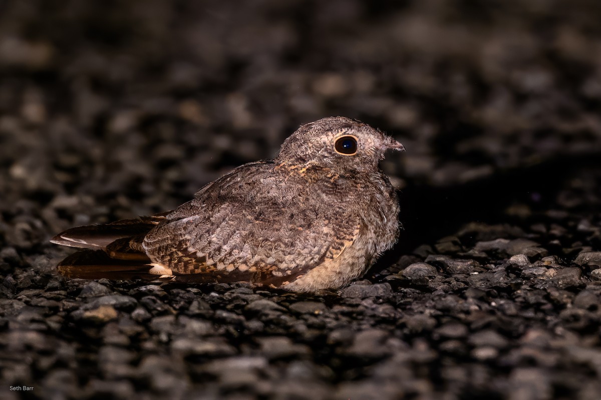 Savanna Nightjar (Northern) - ML638511954