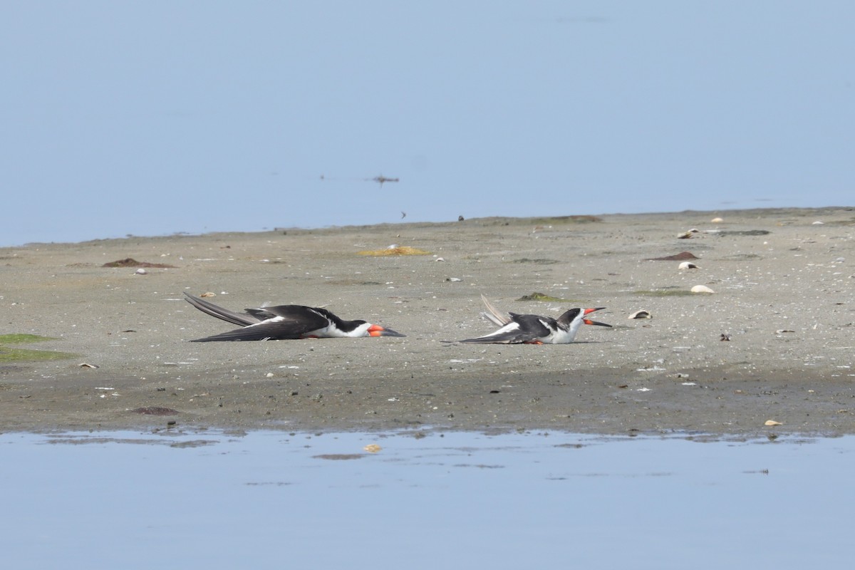 Black Skimmer - ML638511971