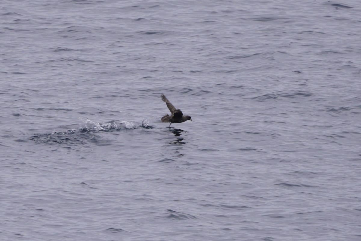 Northern Fulmar - ML638512017