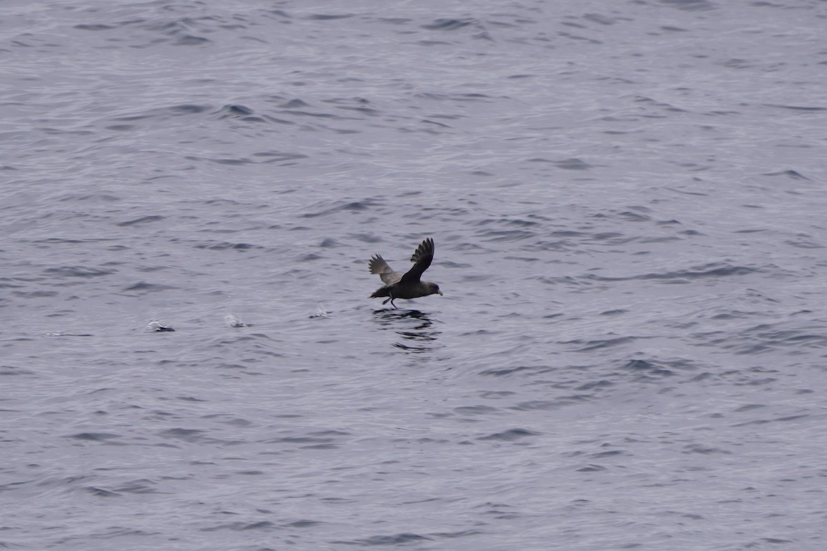 Northern Fulmar - ML638512018