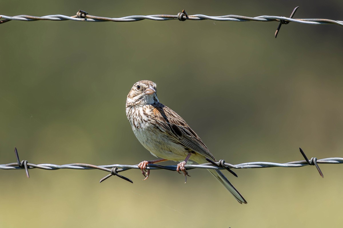 Vesper Sparrow - ML638512022