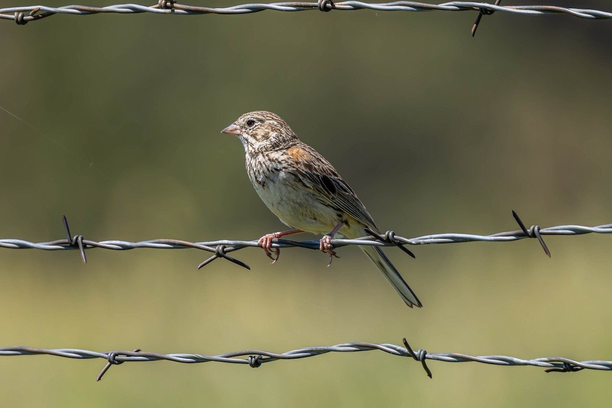 Vesper Sparrow - ML638512023