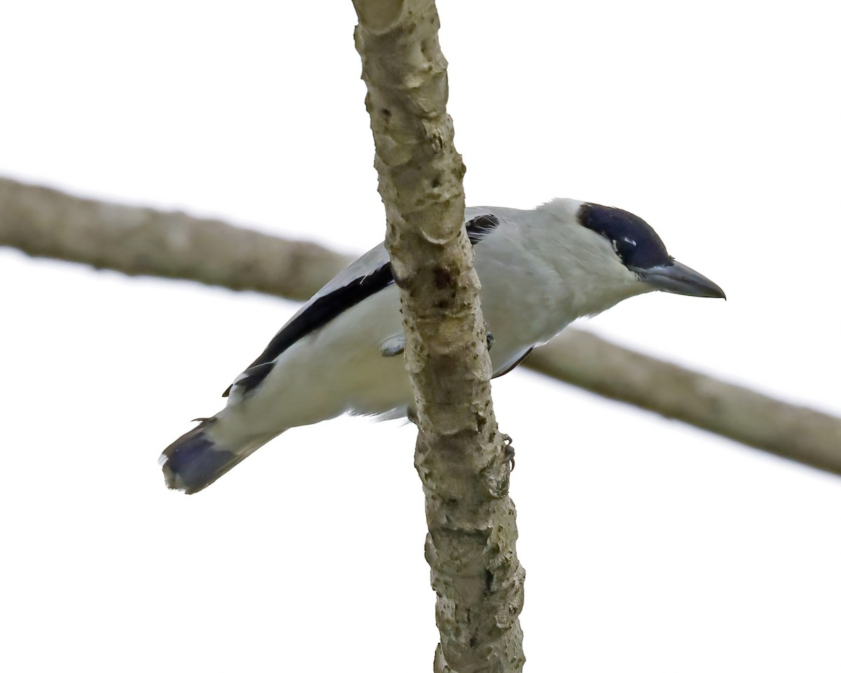 Black-crowned Tityra - ML638512027