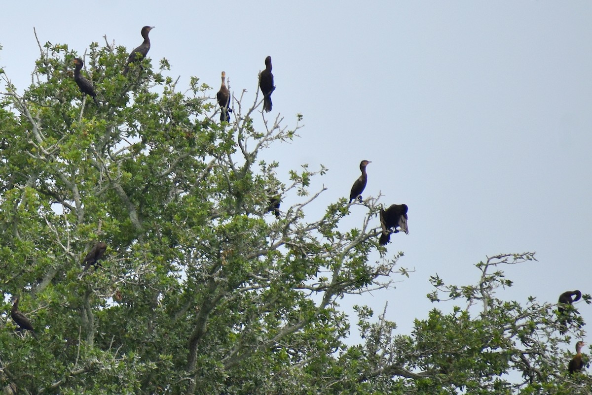 Neotropic Cormorant - ML638512033