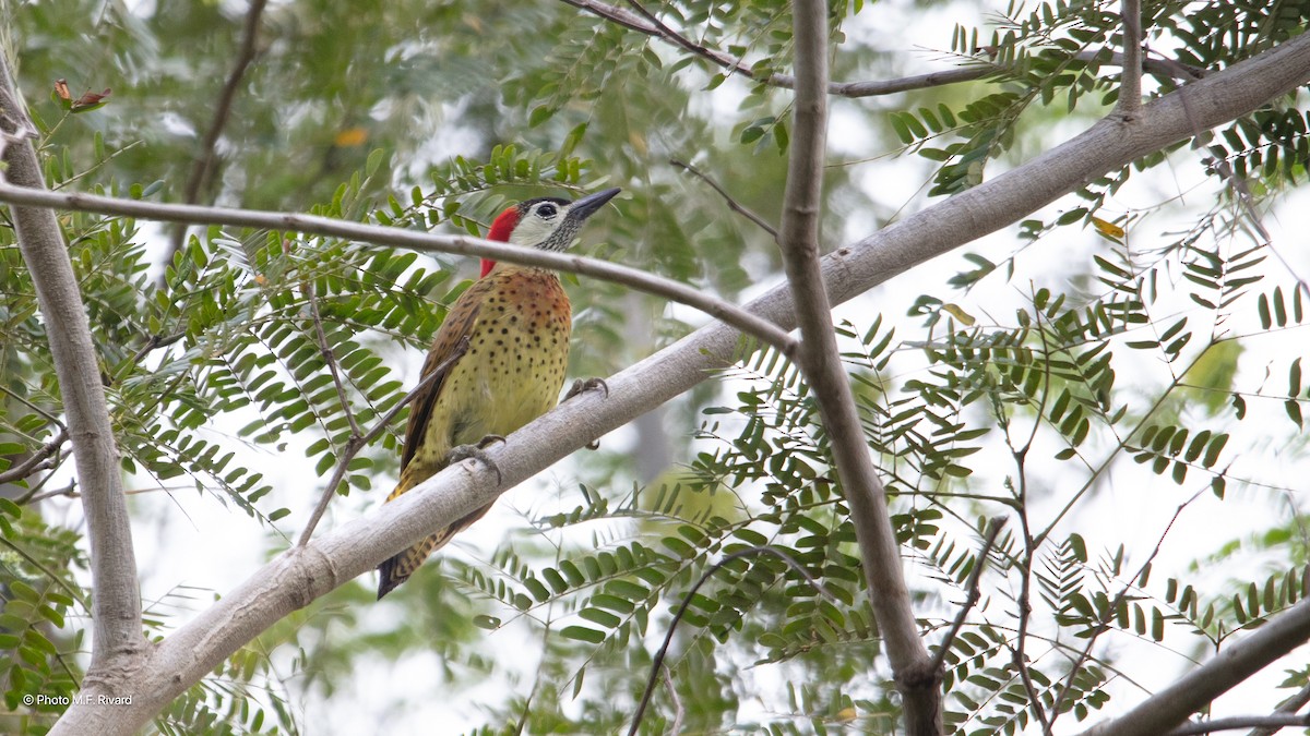 Spot-breasted Woodpecker - ML638512035