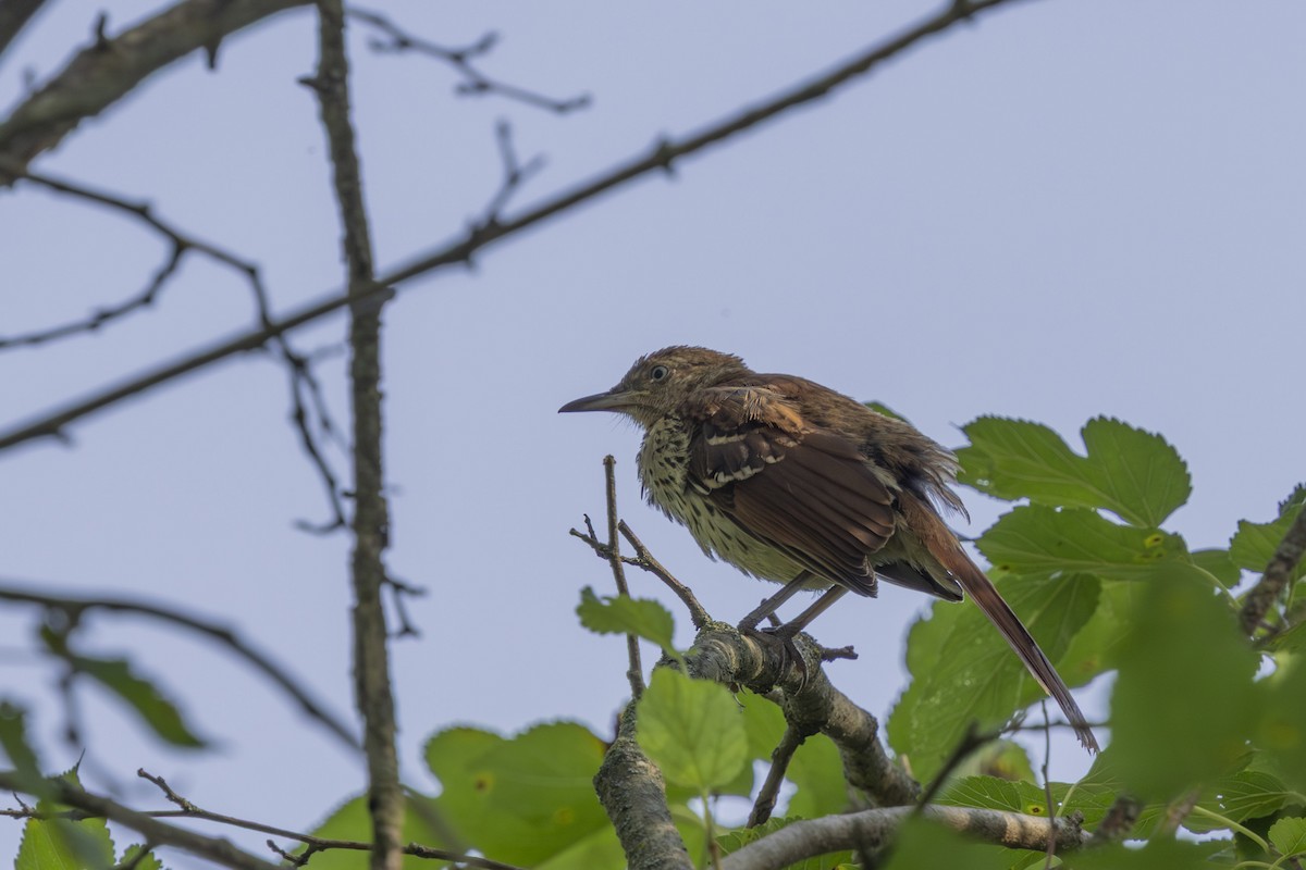 Brown Thrasher - ML638512036