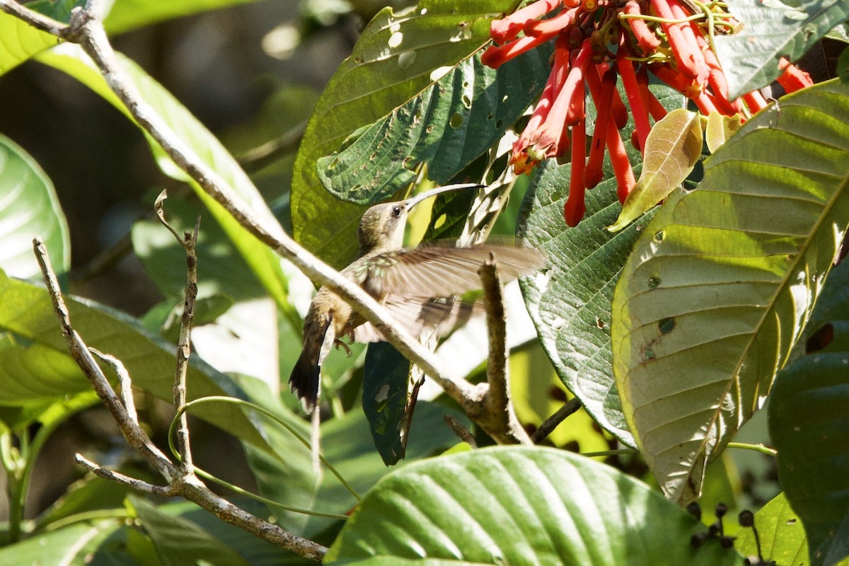 Long-tailed Hermit - ML638512037