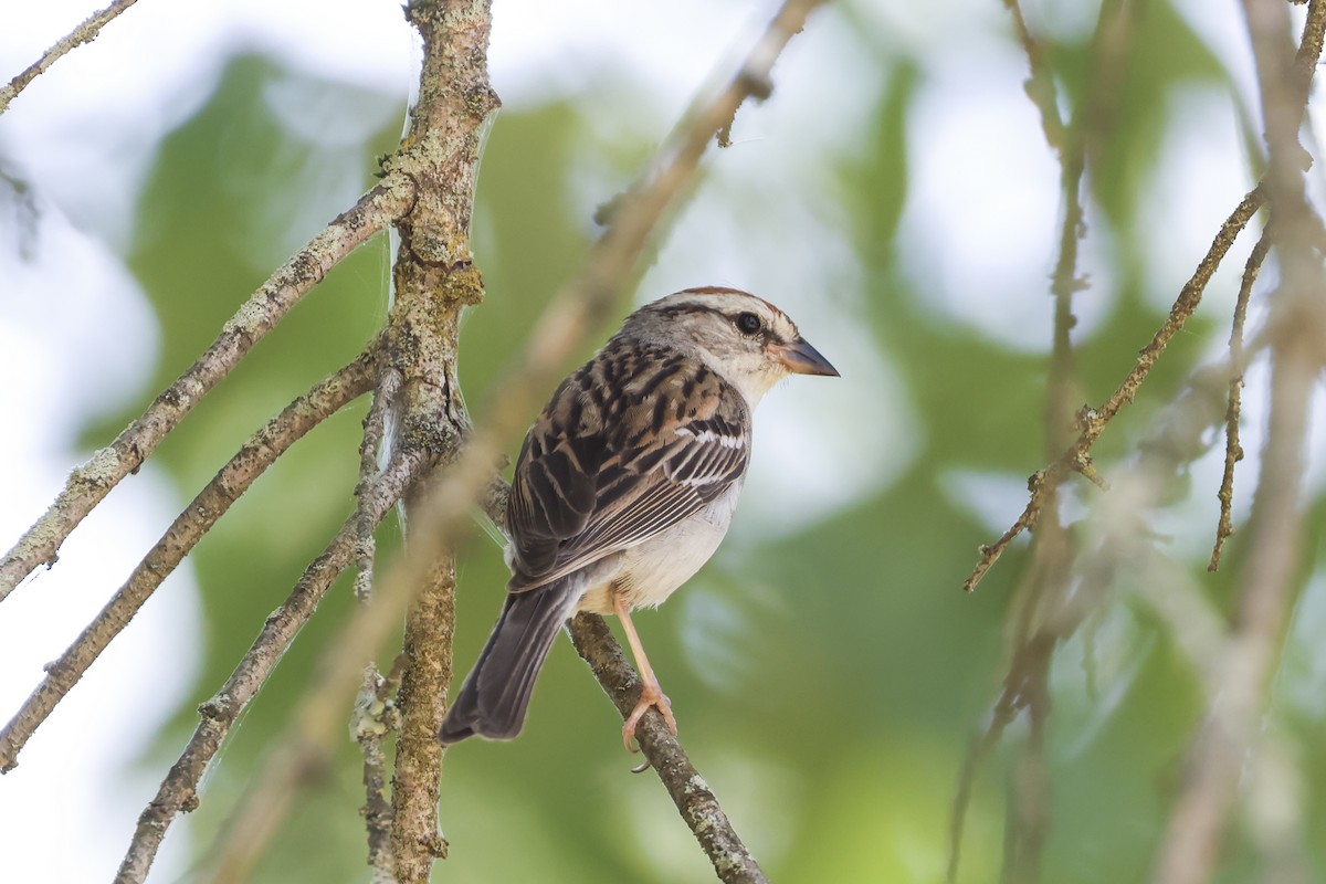 Chipping Sparrow - ML638512044