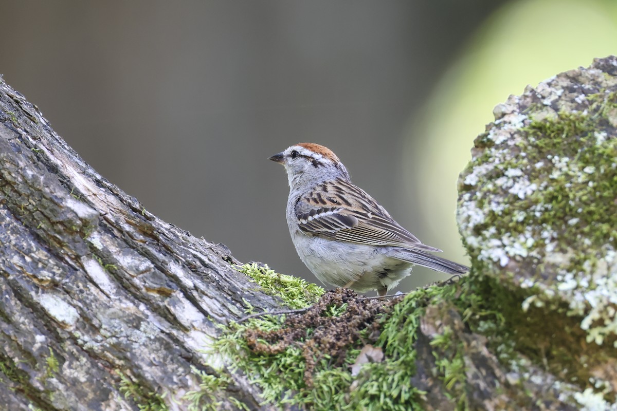 Chipping Sparrow - ML638512045