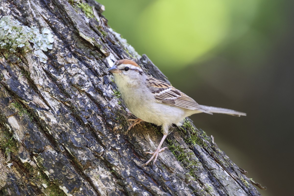 Chipping Sparrow - ML638512046
