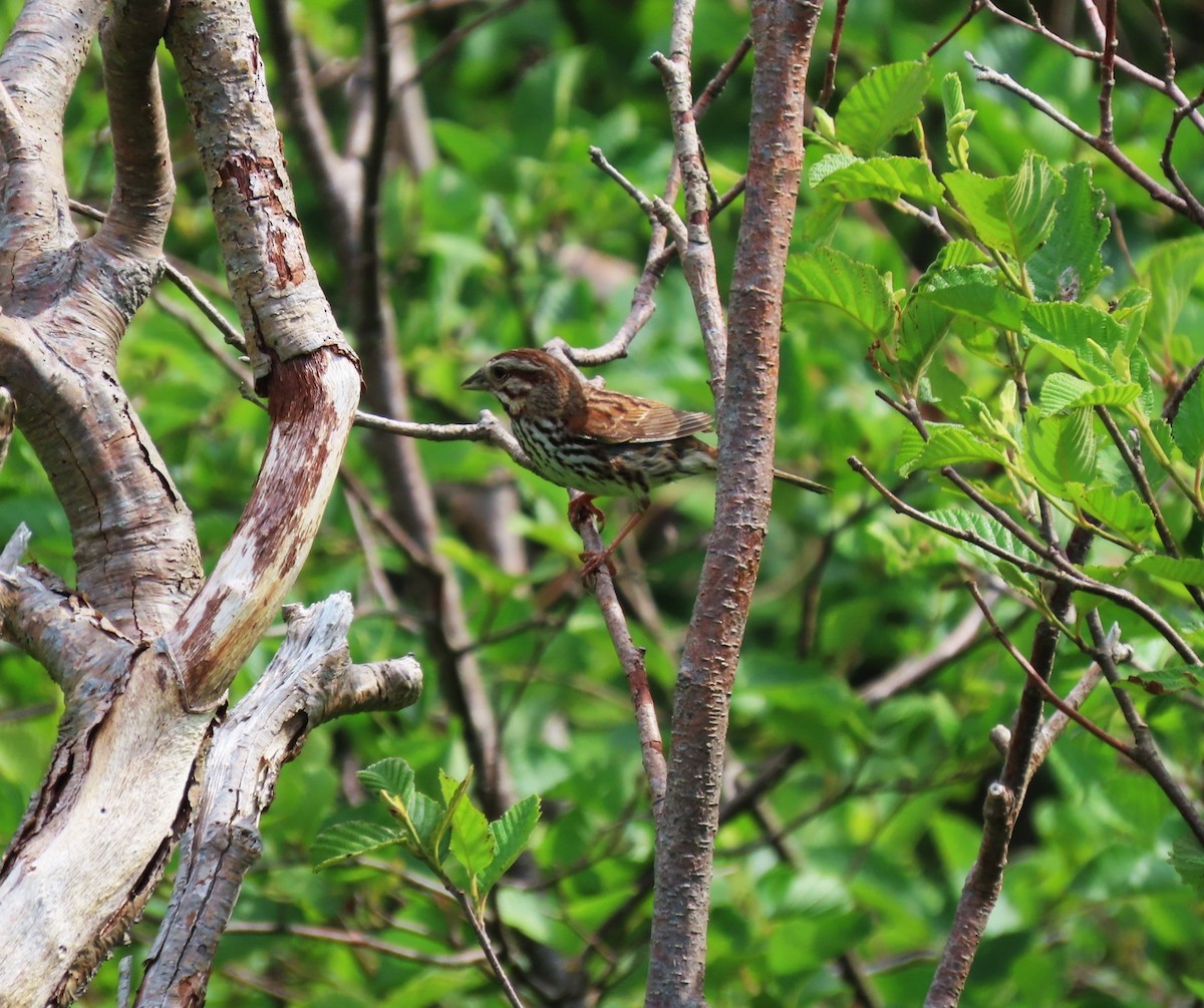 Song Sparrow - ML638512047