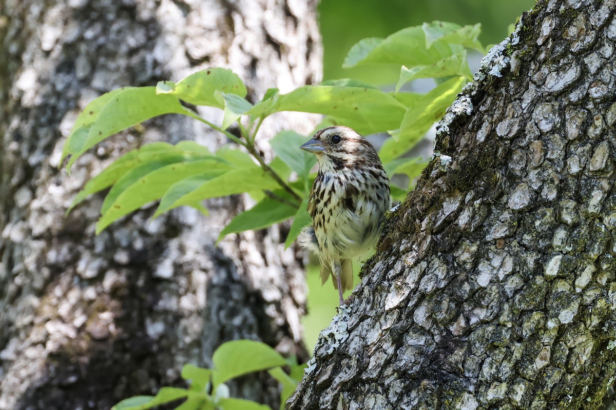 Song Sparrow - ML638512049