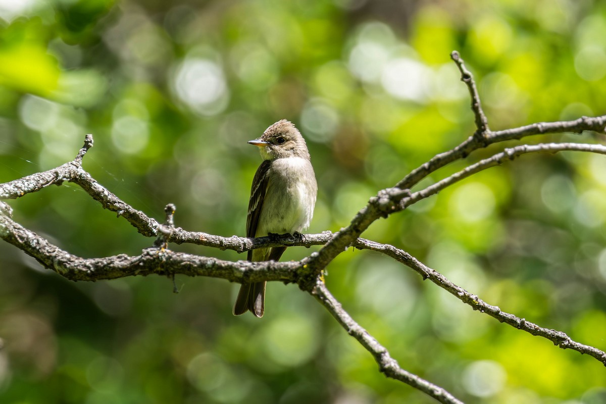 Western Wood-Pewee - ML638512055