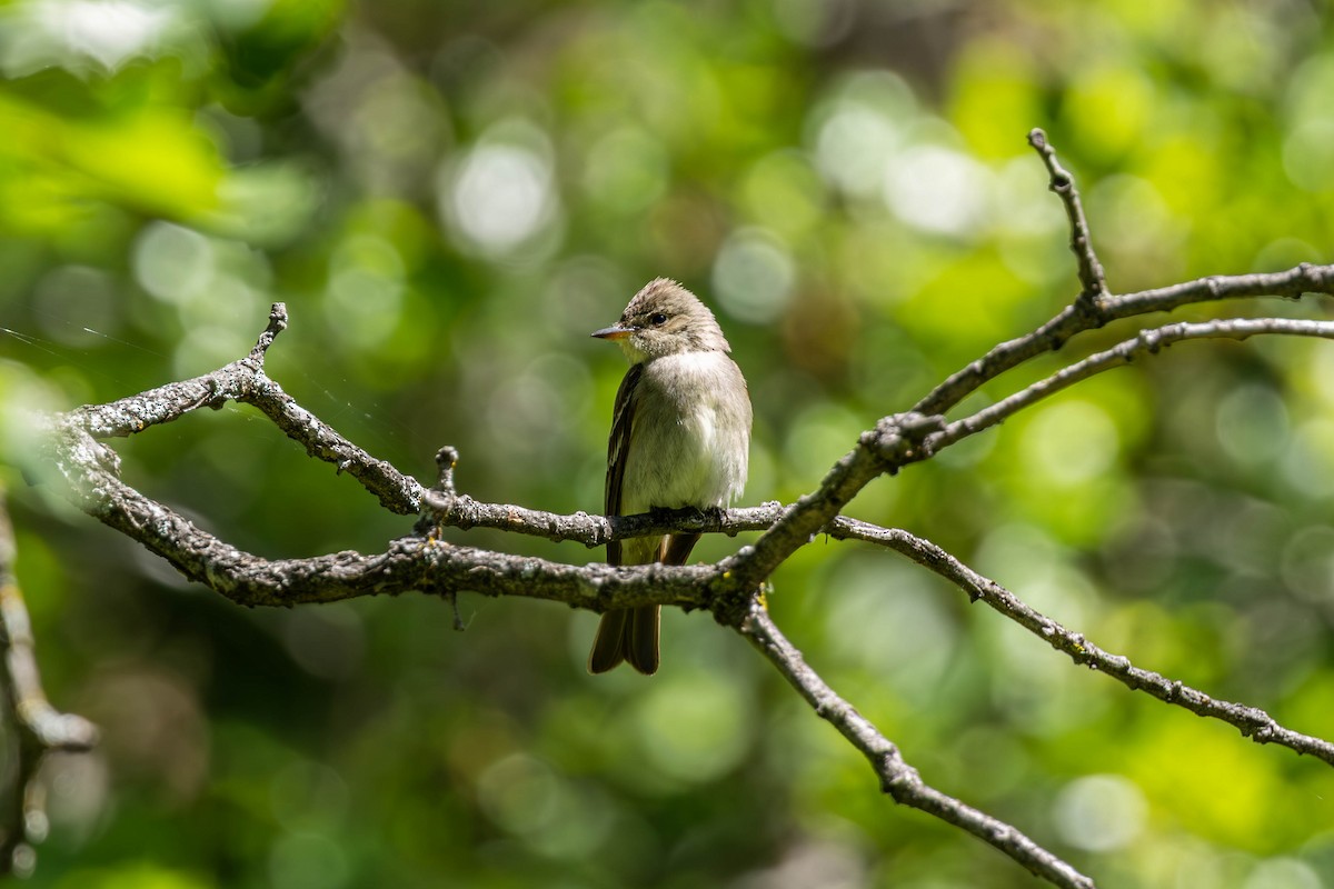 Western Wood-Pewee - ML638512056