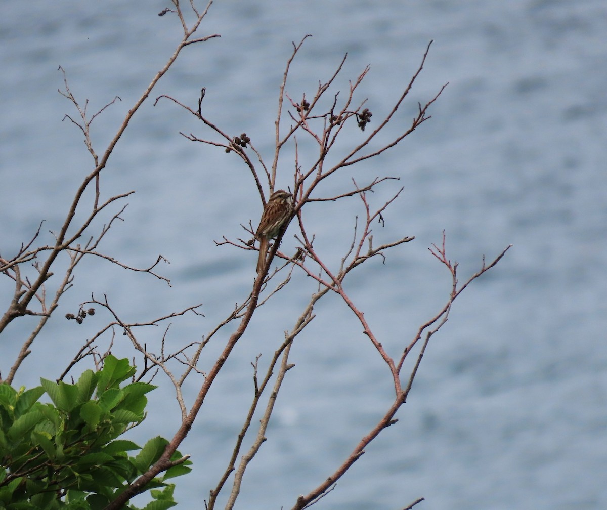 Song Sparrow - ML638512058