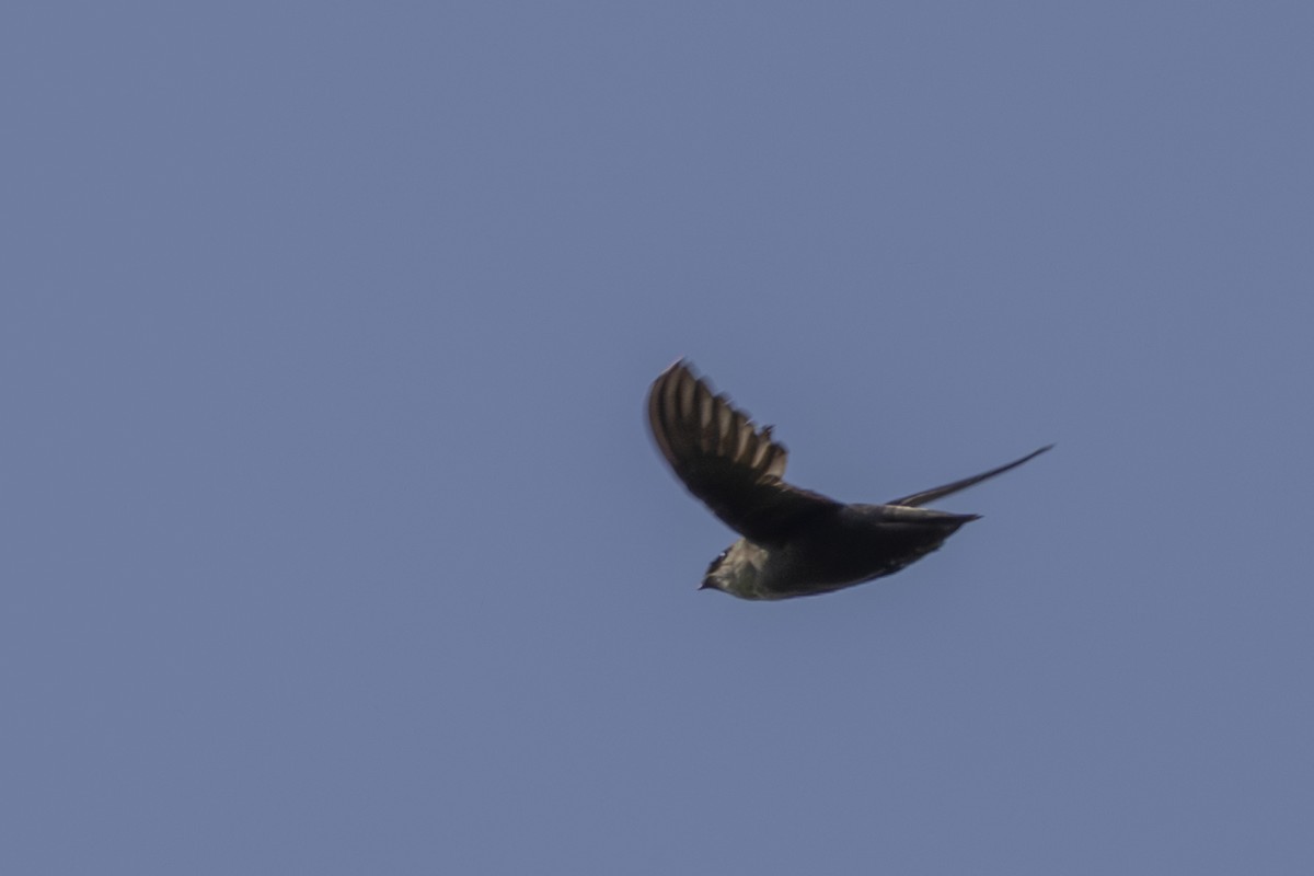 Chimney Swift - ML638512062