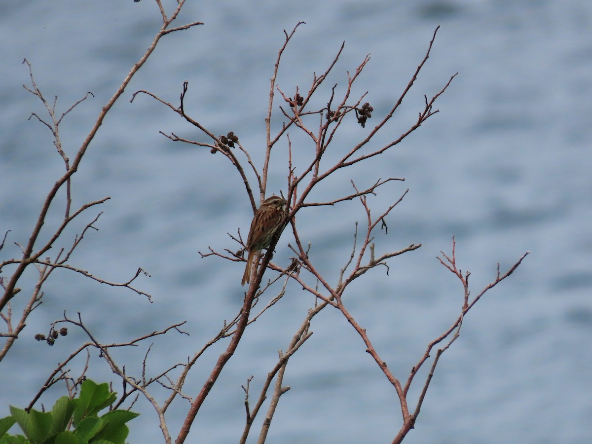 Song Sparrow - ML638512063