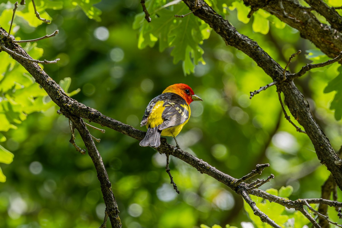 Western Tanager - ML638512066