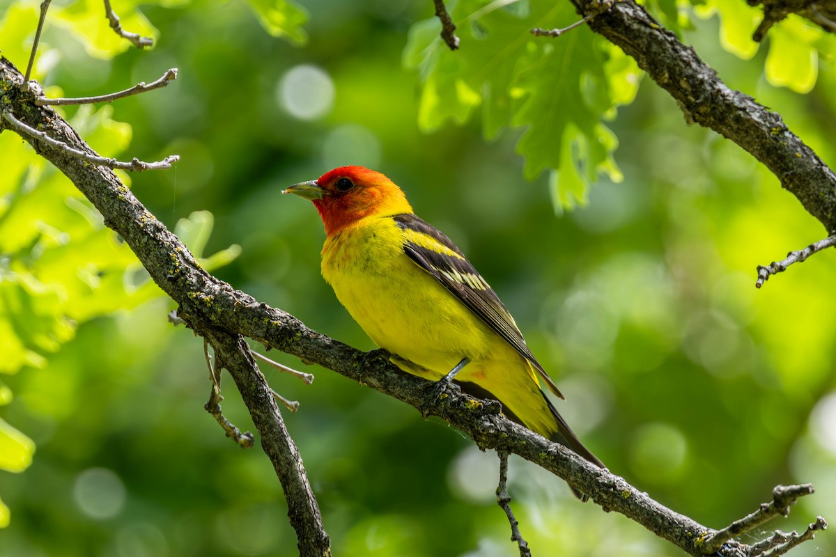 Western Tanager - ML638512067