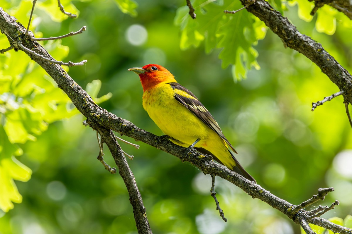 Western Tanager - ML638512068
