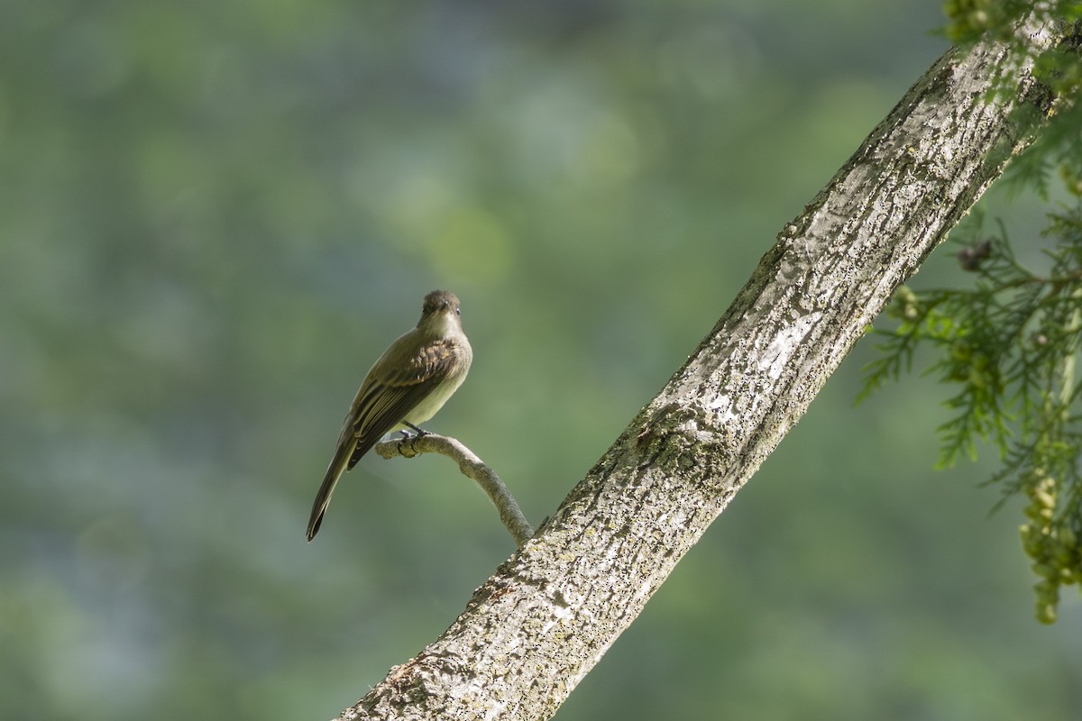 Eastern Phoebe - ML638512069