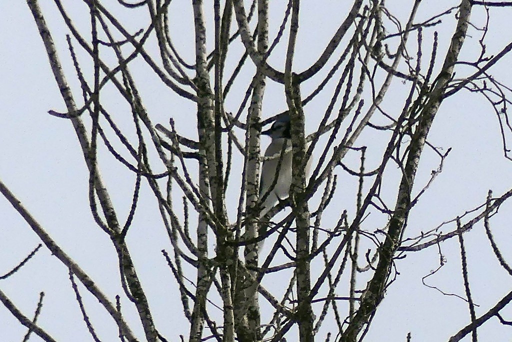 Blue Jay - ML638512076