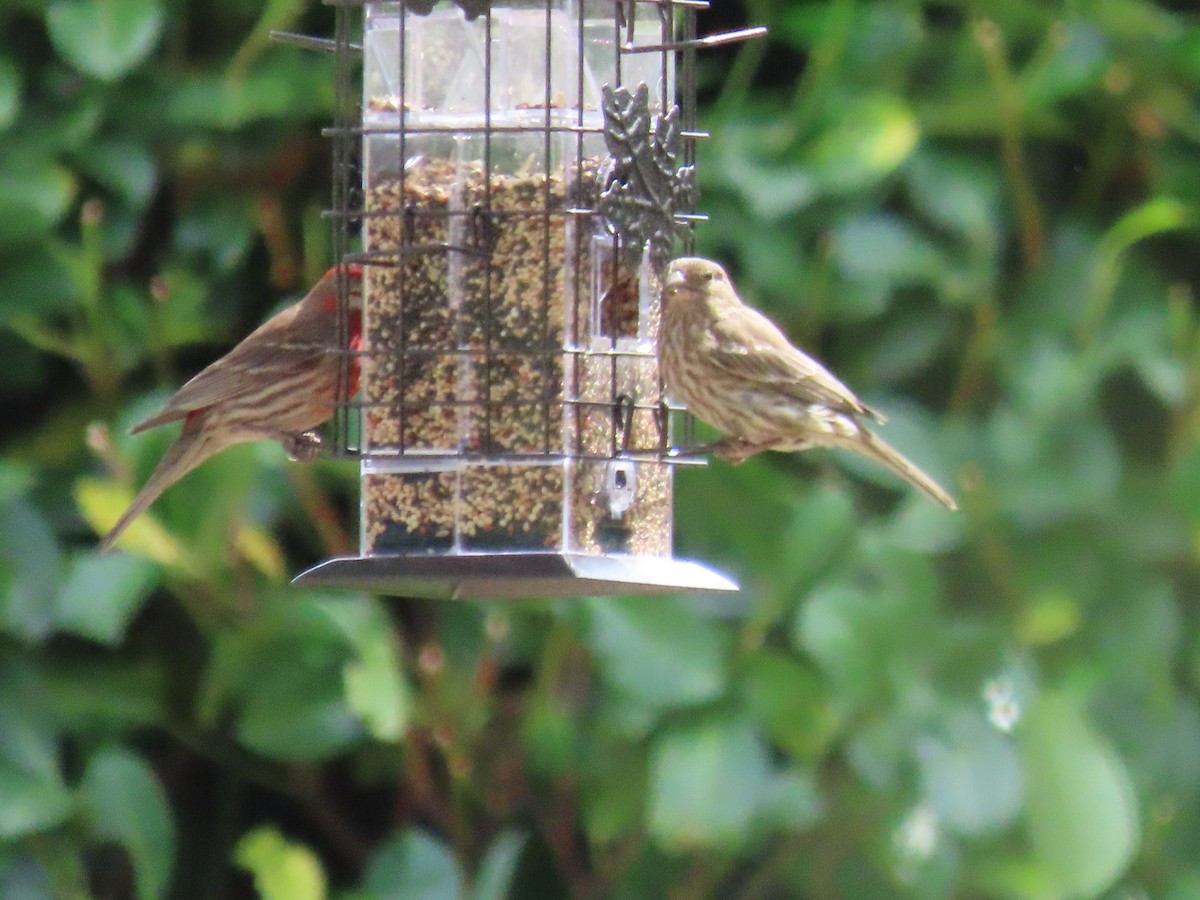 House Finch - ML638512106