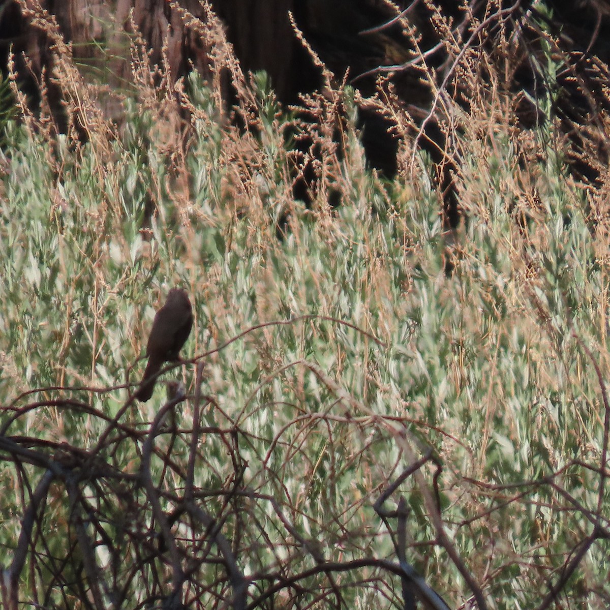 California Towhee - ML638512124