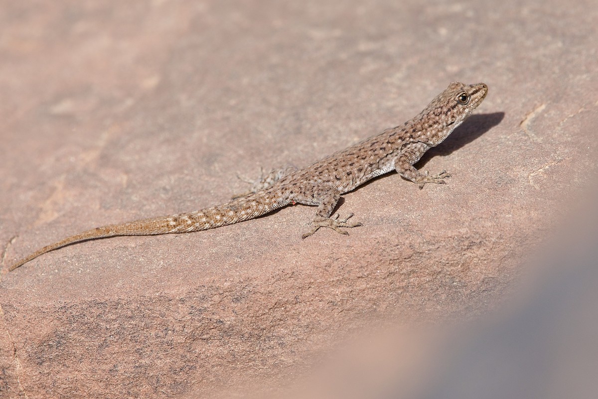 Atlas Day Gecko - ML638512125