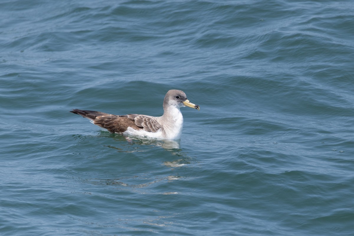 Scopoli's Shearwater - ML638512130