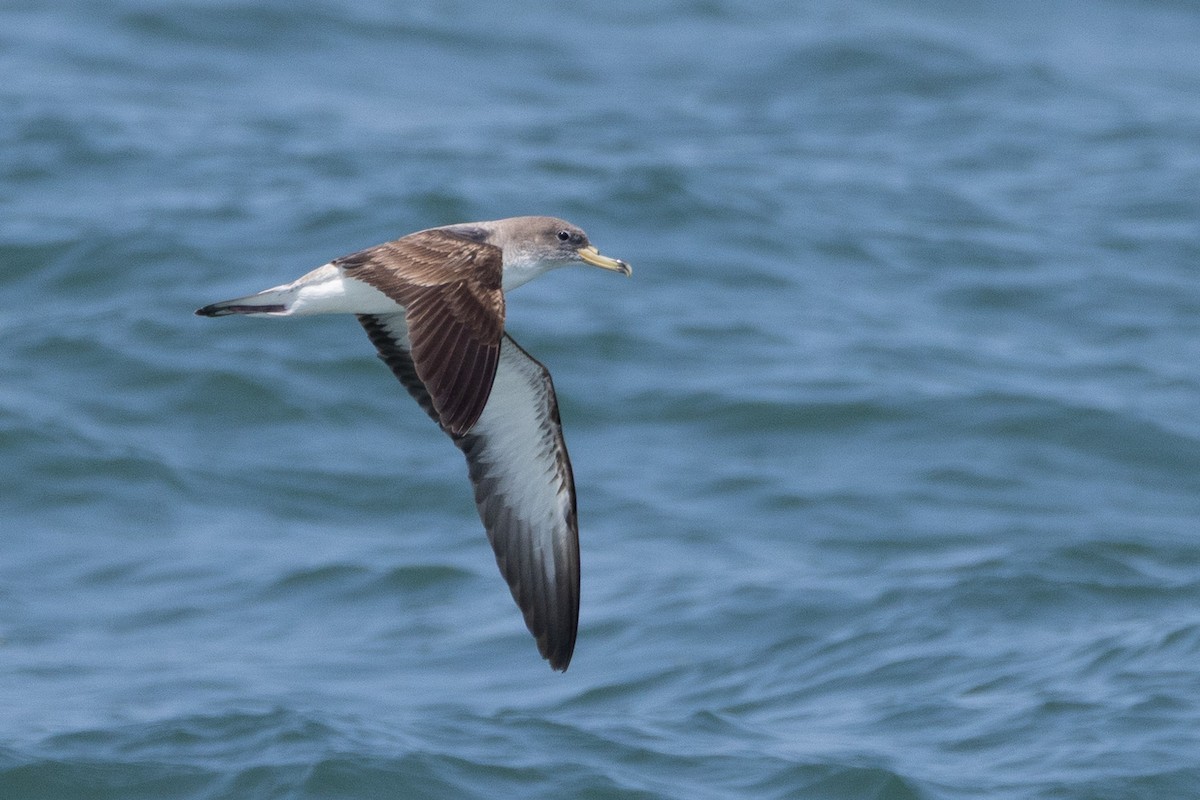 Scopoli's Shearwater - ML638512132