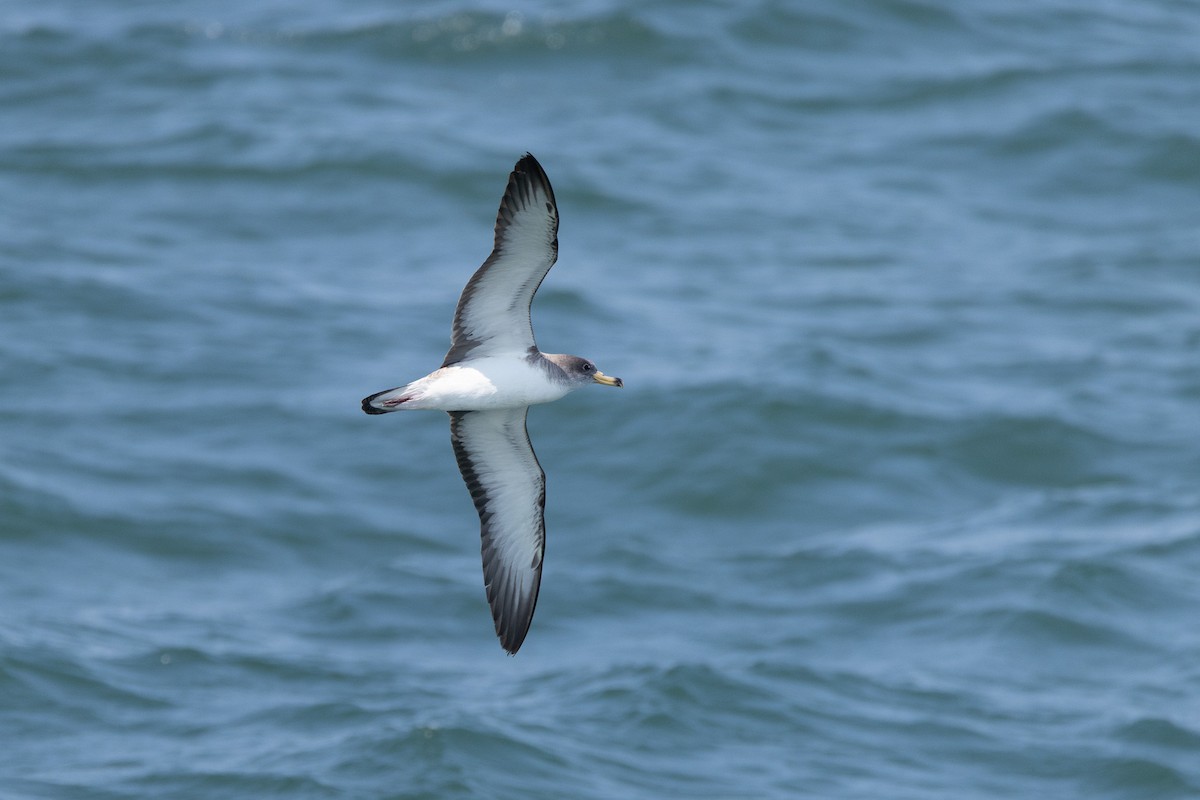 Scopoli's Shearwater - ML638512134