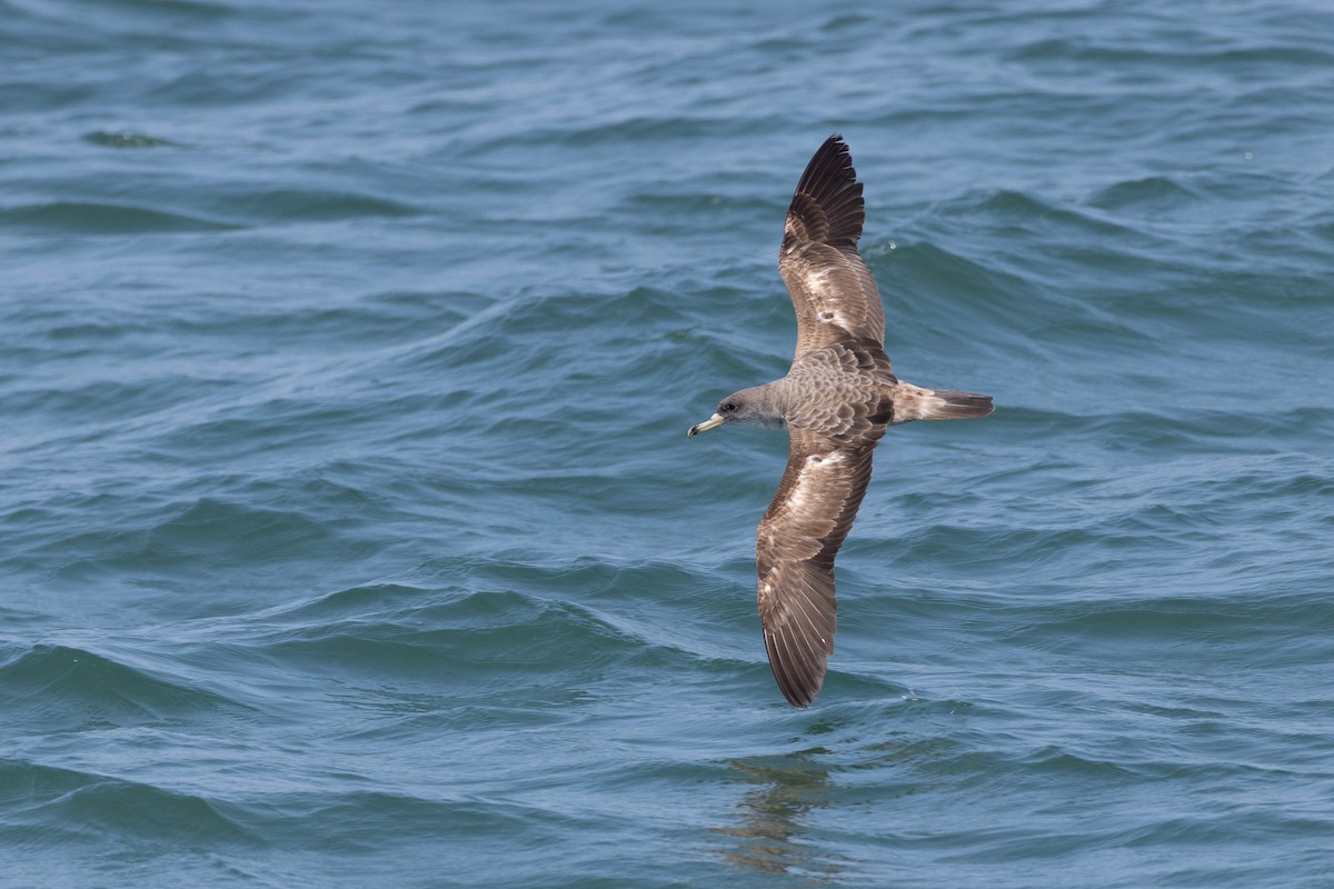 Scopoli's Shearwater - ML638512148