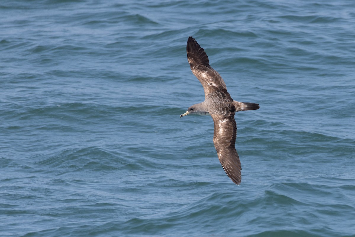 Scopoli's Shearwater - ML638512149
