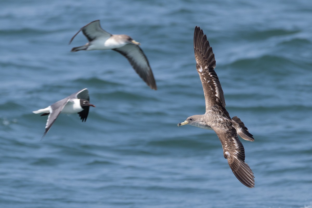 Scopoli's Shearwater - ML638512158