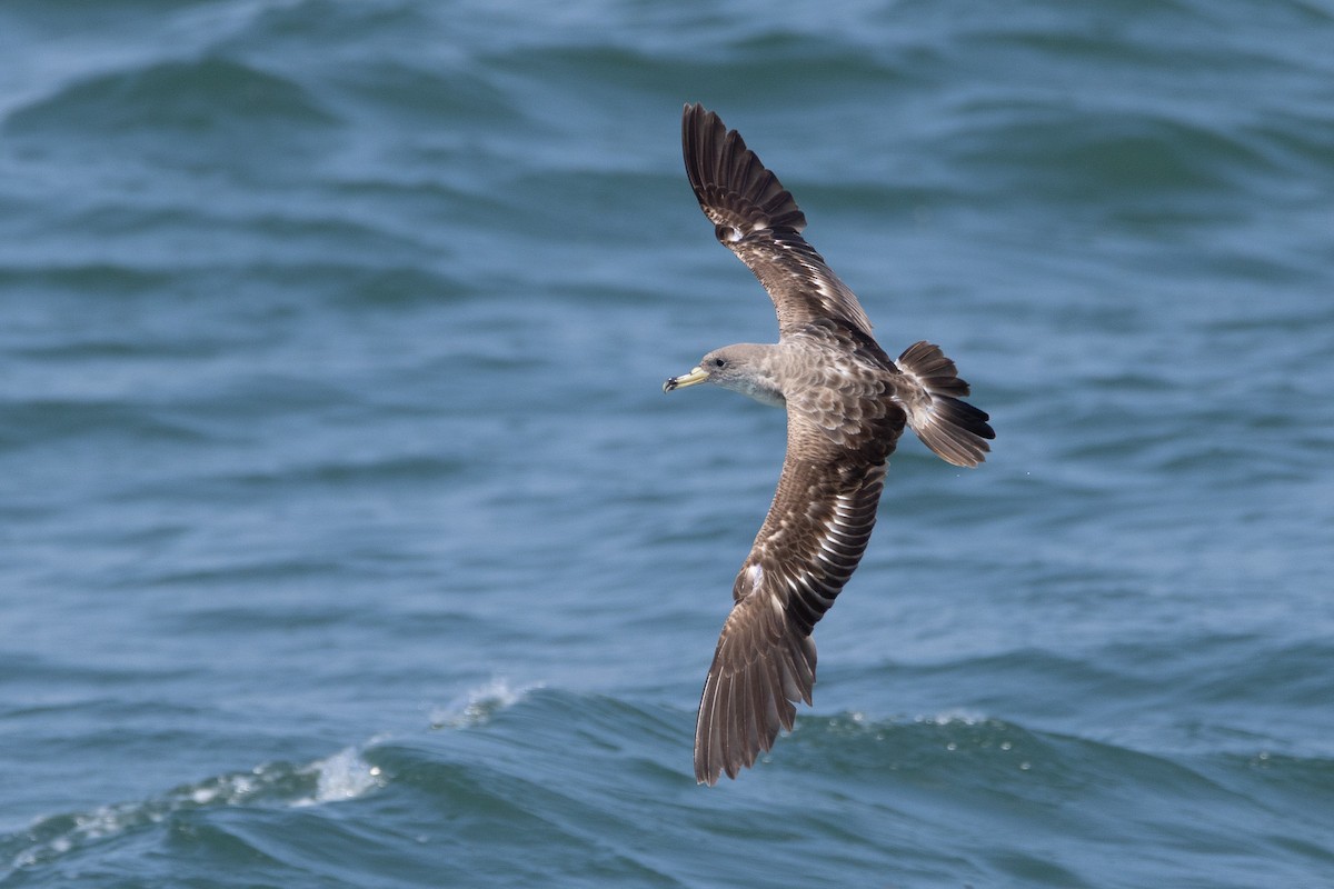 Scopoli's Shearwater - ML638512159