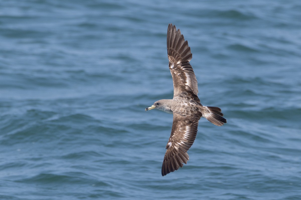 Scopoli's Shearwater - ML638512161